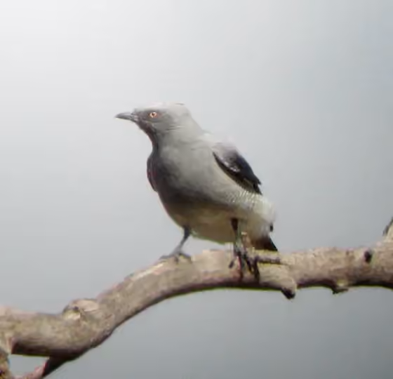 Dokumentasi Coracina maxima