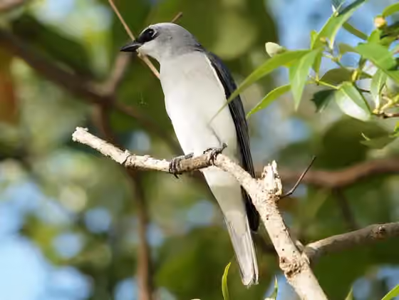 Dokumentasi Coracina papuensis