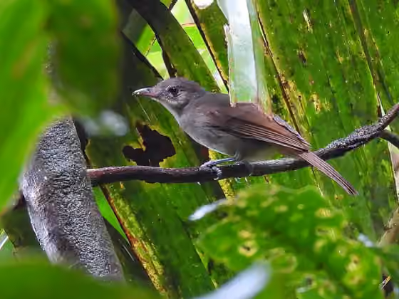 Dokumentasi Coracornis sanghirensis