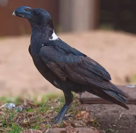 Dokumentasi Corvus albicollis