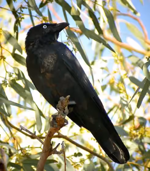 Dokumentasi Corvus bennetti