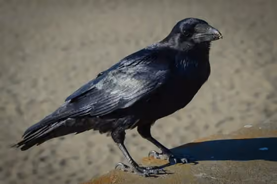 Dokumentasi Corvus corax