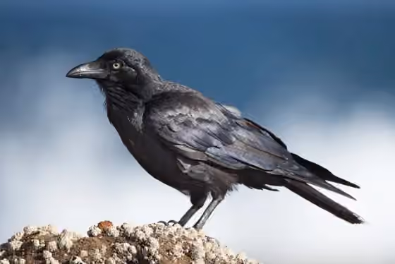 Dokumentasi Corvus coronoides