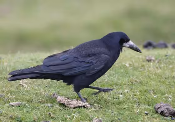Dokumentasi Corvus frugilegus