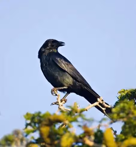 Dokumentasi Corvus imparatus