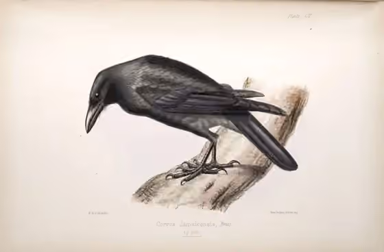 Ilustrasi Corvus jamaicensis