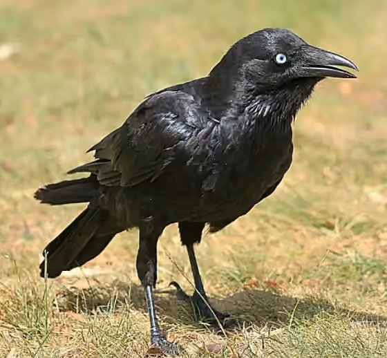 Dokumentasi Corvus mellori
