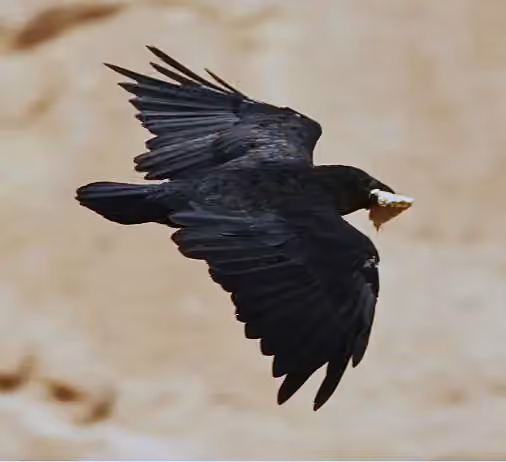 Dokumentasi Corvus rhipidurus