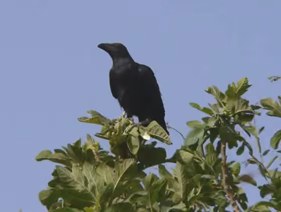 Dokumentasi Corvus ruficollis