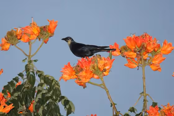 Dokumentasi Corvus sinaloae