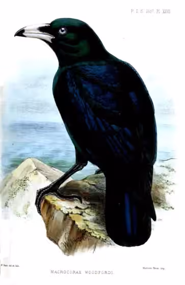 Ilustrasi Corvus woodfordi
