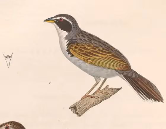 Ilustrasi Coryphaspiza melanotis