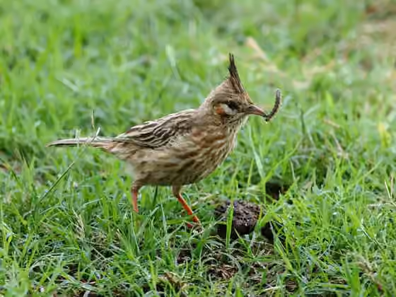 Dokumentasi Coryphistera alaudina