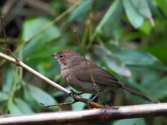 Dokumentasi Coryphospingus cucullatus