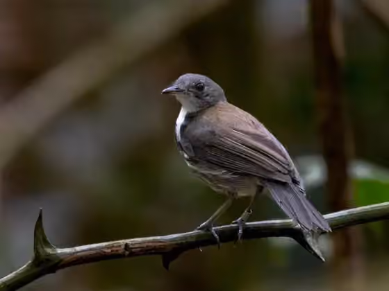 Dokumentasi Corythopis torquatus