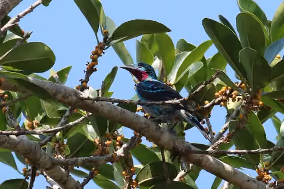 Dokumentasi Cotinga cayana