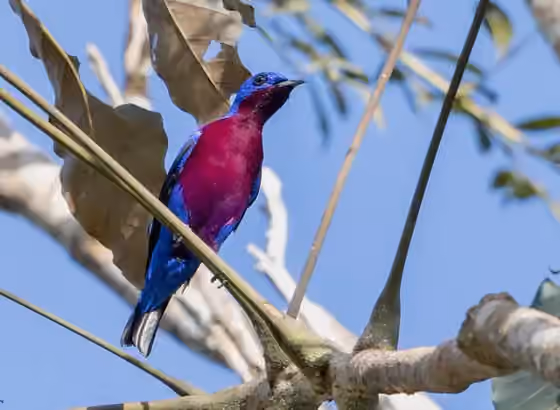 Dokumentasi Cotinga cotinga