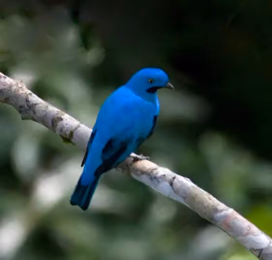 Dokumentasi Cotinga maynana