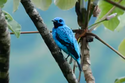 Dokumentasi Cotinga ridgwayi