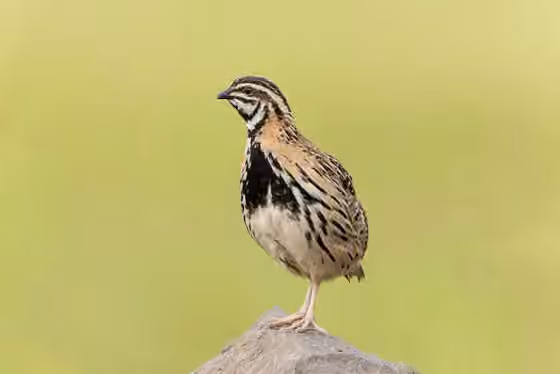Dokumentasi Coturnix coromandelica