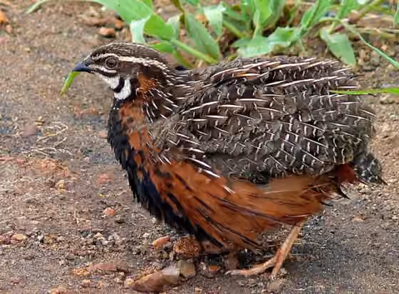 Dokumentasi Coturnix delegorguei
