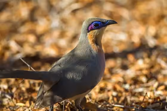 Dokumentasi Coua cursor