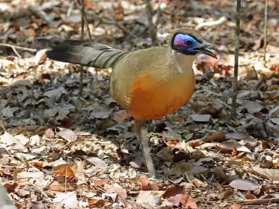 Dokumentasi Coua gigas