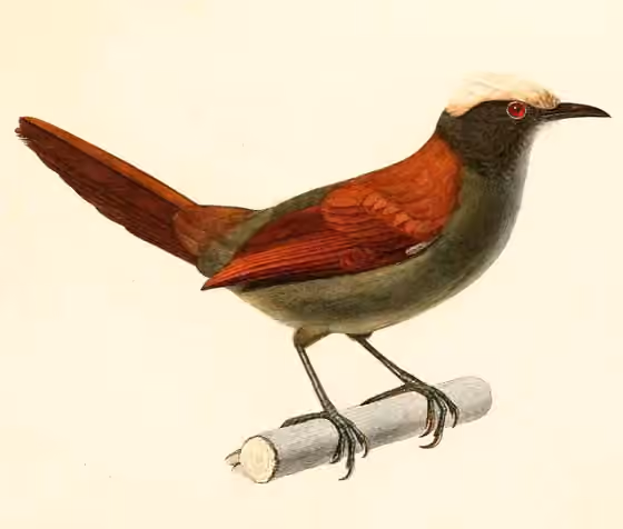 Ilustrasi Cranioleuca albiceps