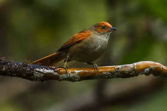 Dokumentasi Cranioleuca erythrops