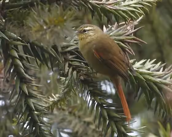 Dokumentasi Cranioleuca obsoleta