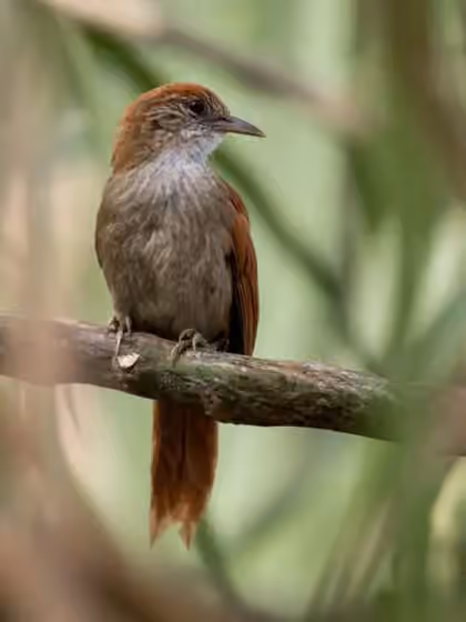 Dokumentasi Cranioleuca vulpecula