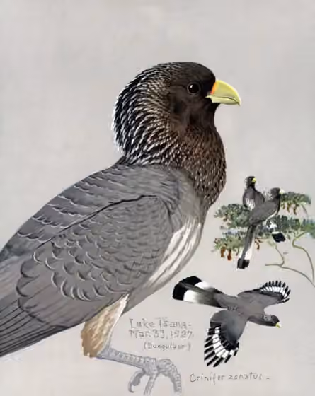 Ilustrasi Crinifer zonurus