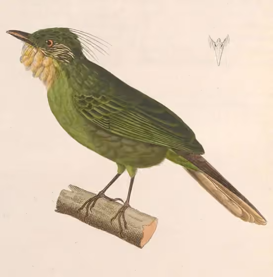 Ilustrasi Criniger barbatus