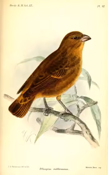 Ilustrasi Crithagra rufobrunnea