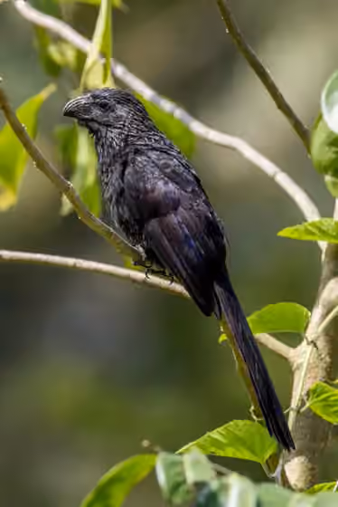 Dokumentasi Crotophaga sulcirostris