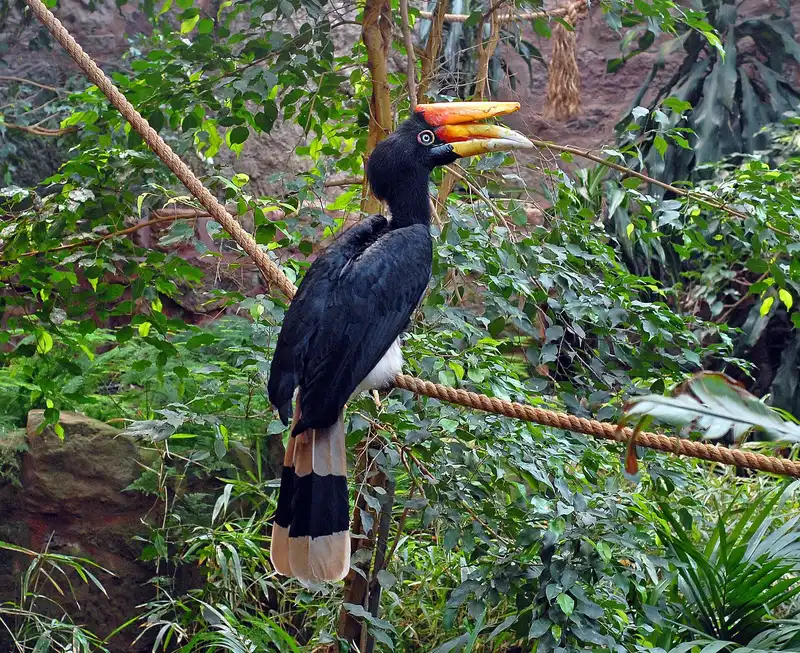 Rangkong badak bertengger; paruh dan balung tampak jelas.