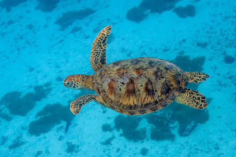 Penyu hijau berenang di laut.