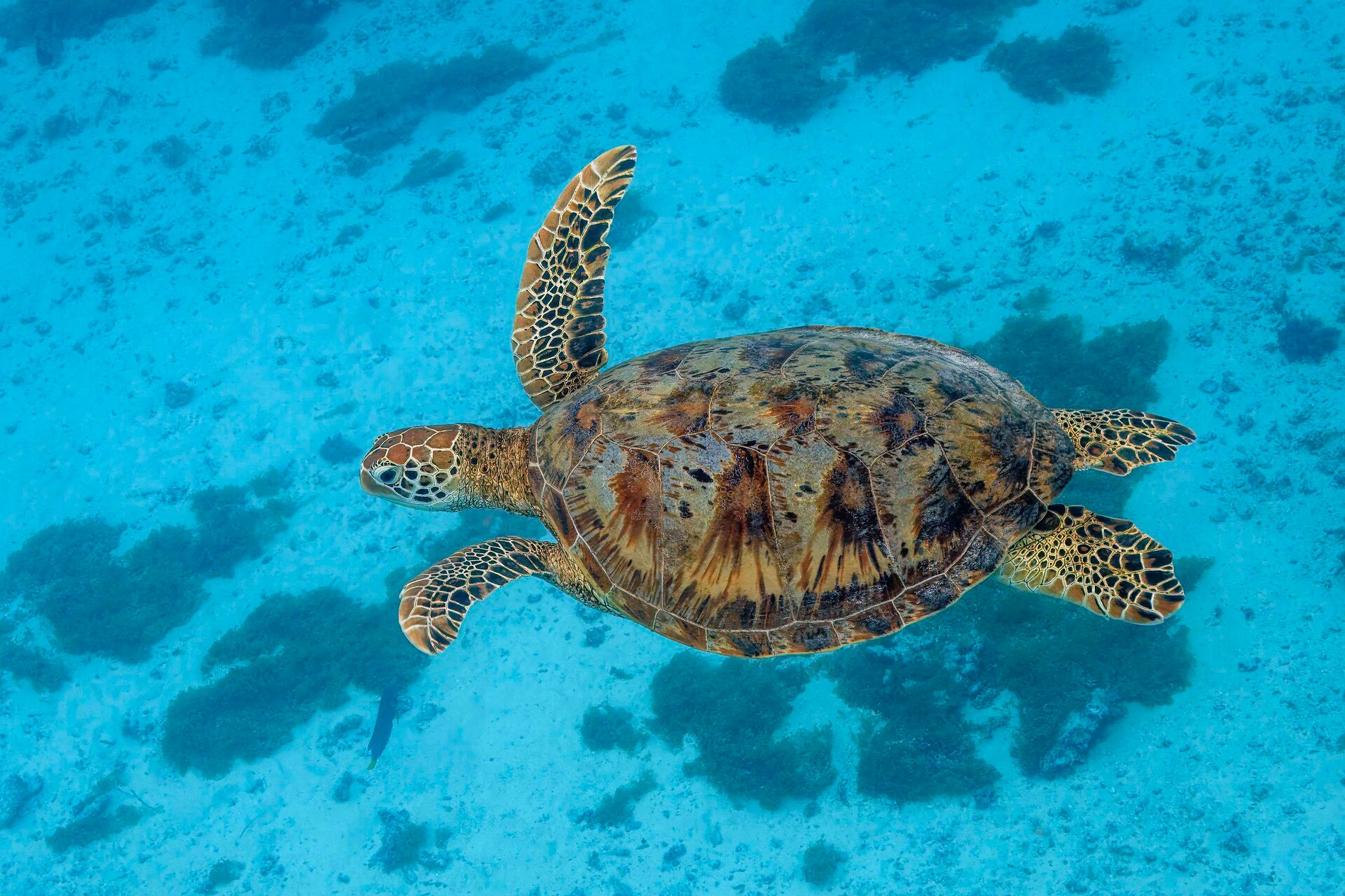 Penyu hijau berenang di laut.