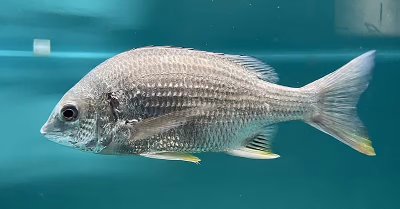 Dokumentasi Acanthopagrus latus