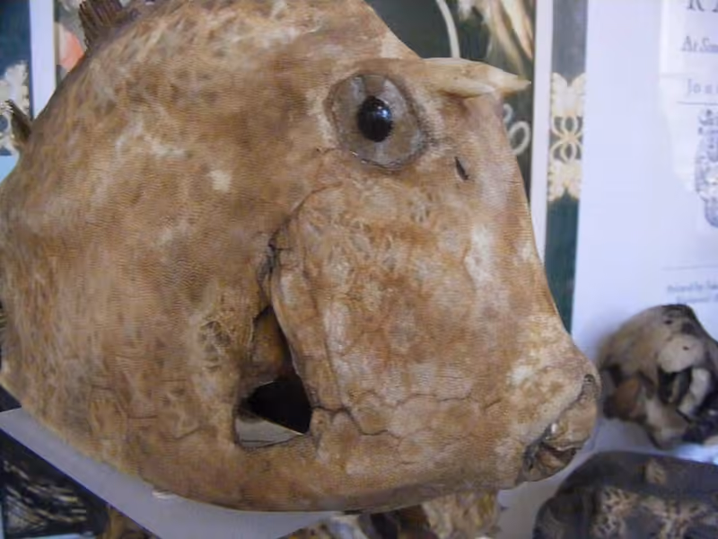 Dokumentasi Acanthostracion quadricornis
