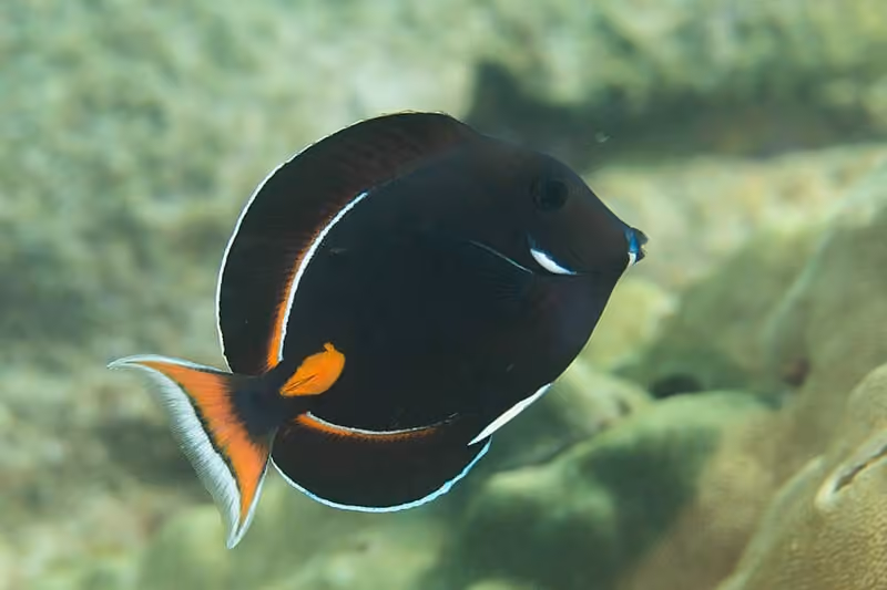 Dokumentasi Acanthurus achilles
