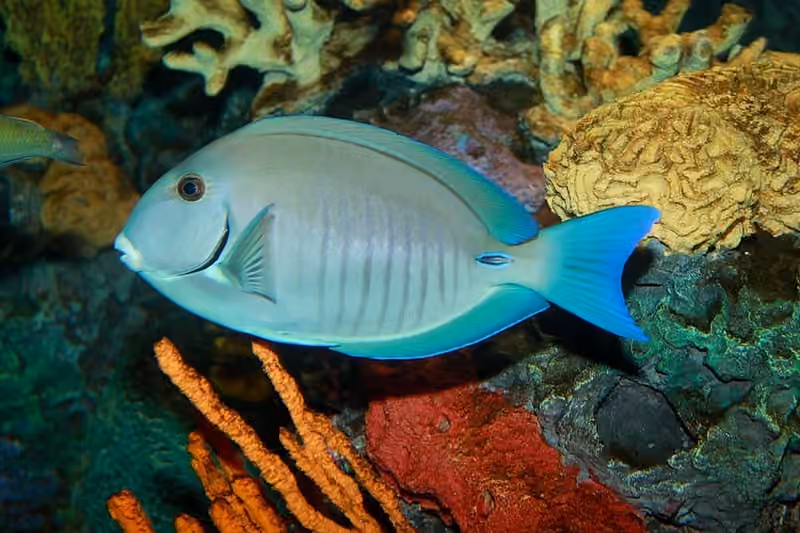 Dokumentasi Acanthurus chirurgus