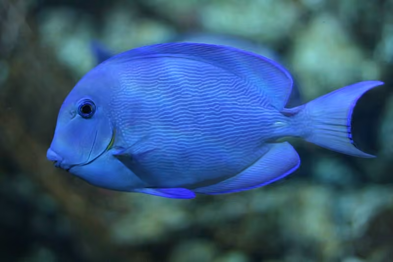 Dokumentasi Acanthurus coeruleus
