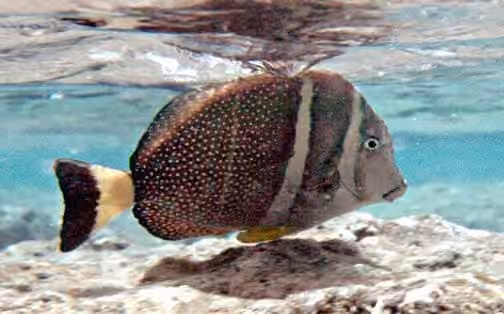 Dokumentasi Acanthurus guttatus