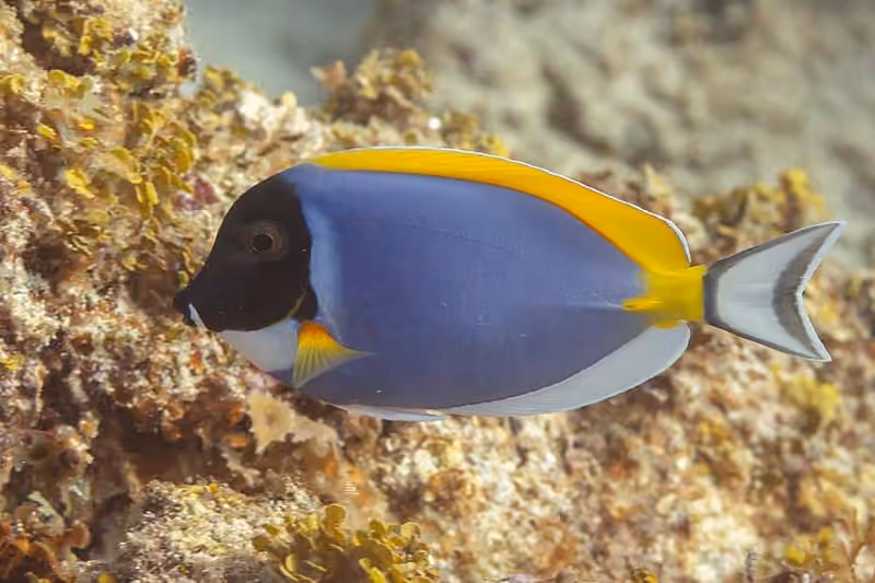 Dokumentasi Acanthurus leucosternon
