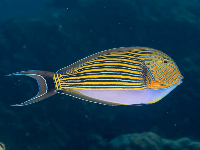 Dokumentasi Acanthurus lineatus