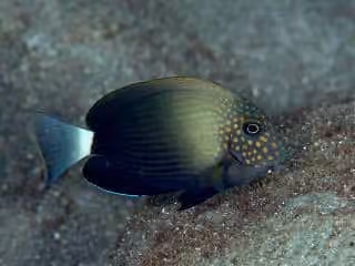 Dokumentasi Acanthurus maculiceps