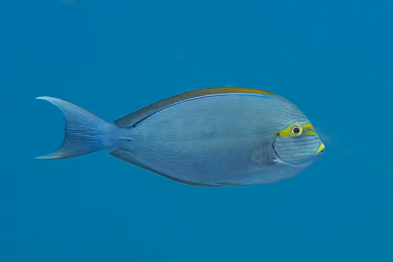 Dokumentasi Acanthurus mata