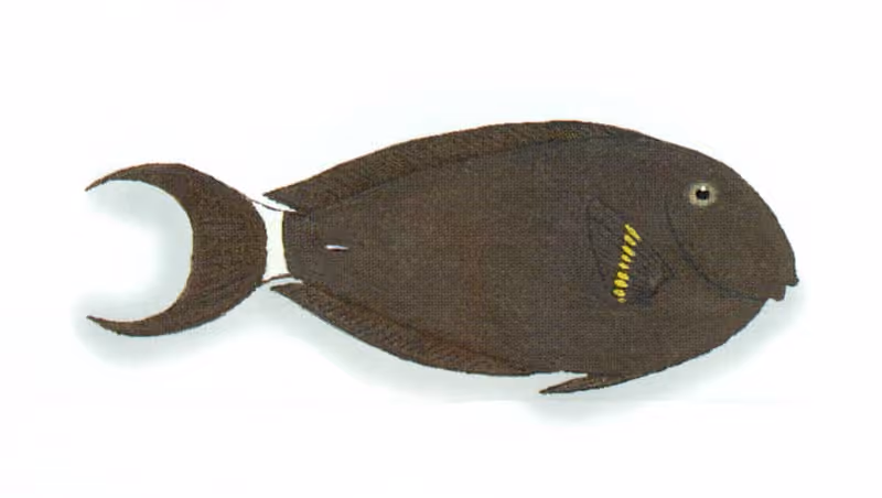 Dokumentasi Acanthurus nigricauda
