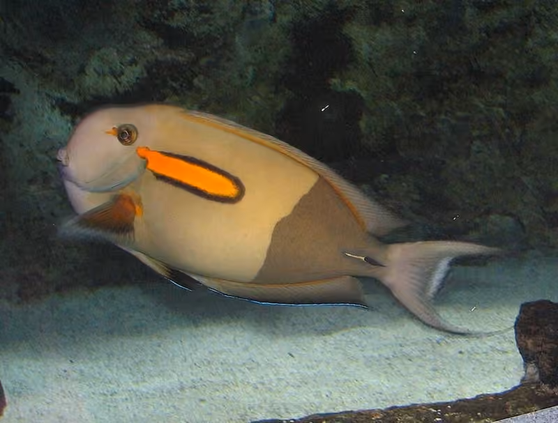 Dokumentasi Acanthurus olivaceus